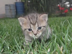 Daruji kotě/koťátka