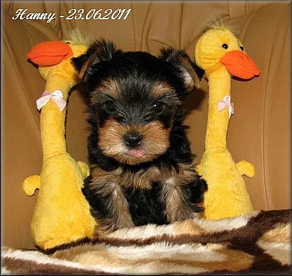 Yorkshire terrier - pejsek s PP