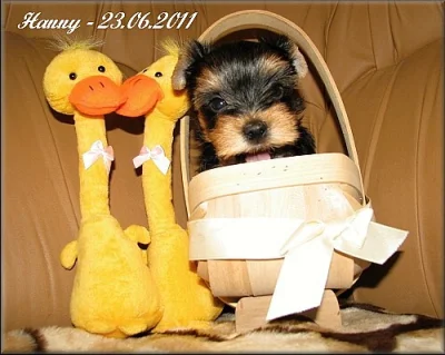 Yorkshire terrier - pejsek s PP