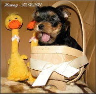 Yorkshire terrier - pejsek s PP