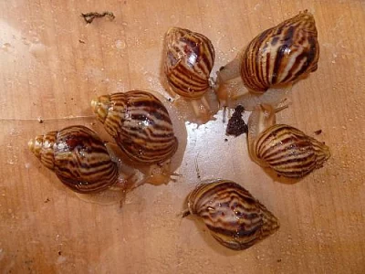 Achatina immaculata