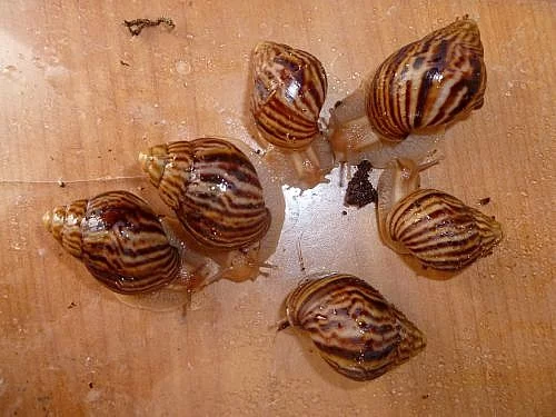 Achatina immaculata