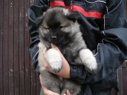 Vlčí špic