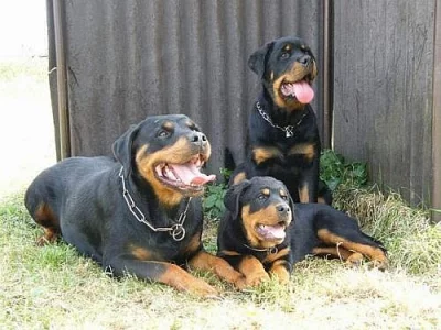 Rottweiler štěňata s průkazem původu