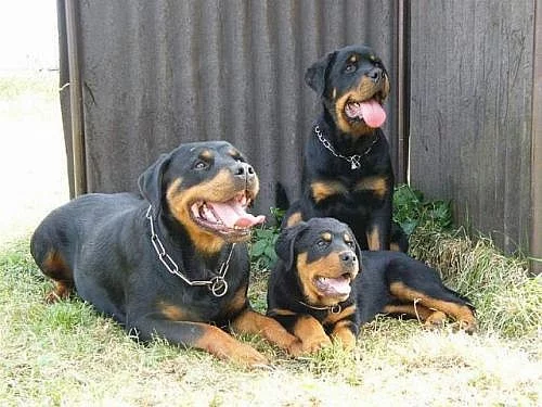 Rottweiler štěňata s průkazem původu