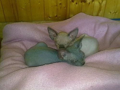 SPHYNX - koťátka s PP