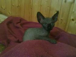SPHYNX - koťátka s PP