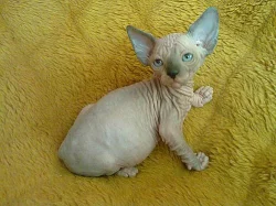 SPHYNX - koťátka s PP