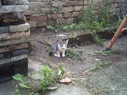 Daruji krásná koťátka/o