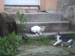 Daruji krásná koťátka/o