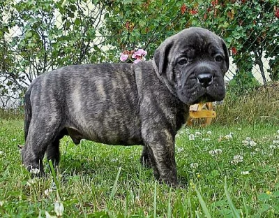 BULLMASTIFF, BULMASTIF  krytí, prodej štěnátek