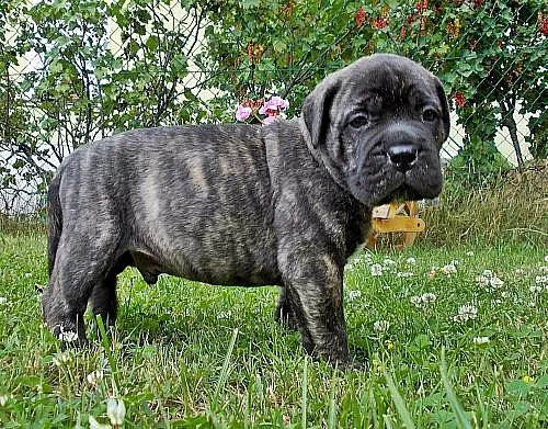 BULLMASTIFF, BULMASTIF krytí, prodej štěnátek