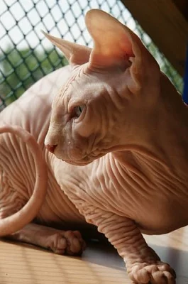 KLIK !!! Chovny kocourek Kanadsky Sphynx 7 Mesicu 