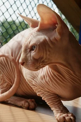 KLIK !!! Chovny kocourek Kanadsky Sphynx 7 Mesicu