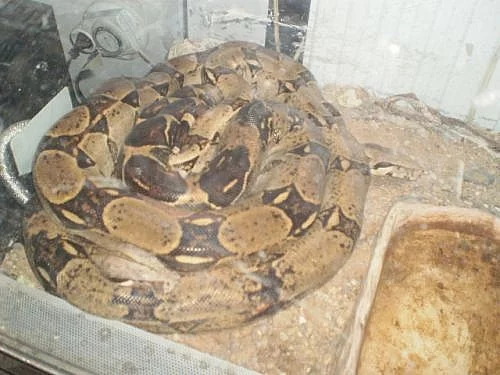 Hroznýš královský