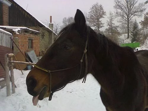 Prodám koně A1/1