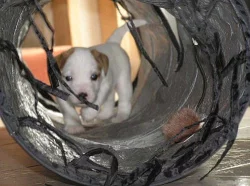Parson russell terrier – kvalitní štěňátka s PP