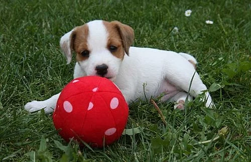 Parson russell terrier – kvalitní štěňátka s PP
