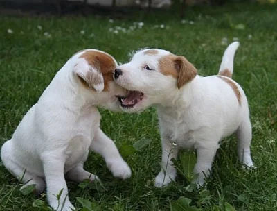 Parson russell terrier – kvalitní štěňátka s PP