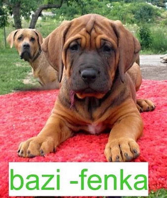 Štěňátka Tosa Inu výprodej