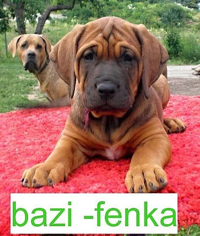 Štěňátka Tosa Inu výprodej