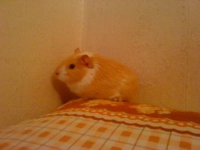morčátka