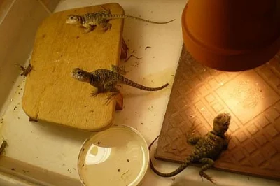 CROTAPHYTUS COLLARIS