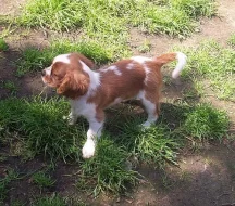 KAVALÍR KING CHARLES ŠPANĚL