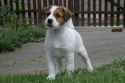 Jack Russell Terier s PP - poslední volný pejsek