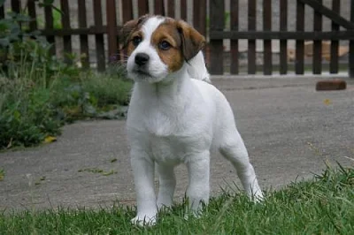 Jack Russell Terier s PP - poslední volný pejsek