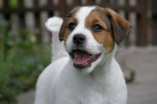 Jack Russell Terier s PP - poslední volný pejsek