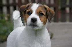 Jack Russell Terier s PP - poslední volný pejsek