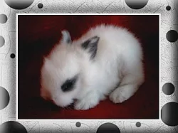 TEDDY KRÁLÍČCI