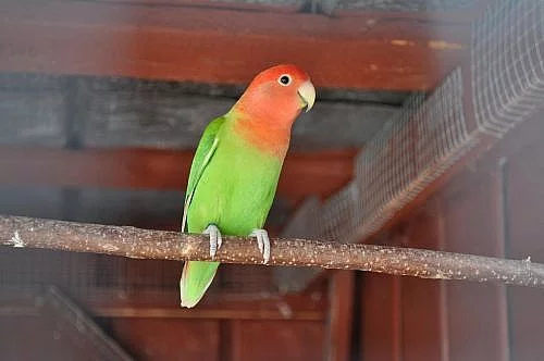ručně dokrmený agapornis