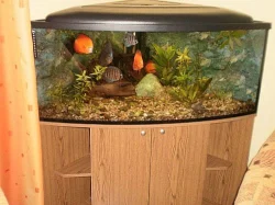 Rohové akvárium + ryby Discus