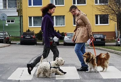Výchova a výcvik pozitivní cestou