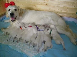 GOLDEN RETRIEVER - krásná krémová štěňátka s PP