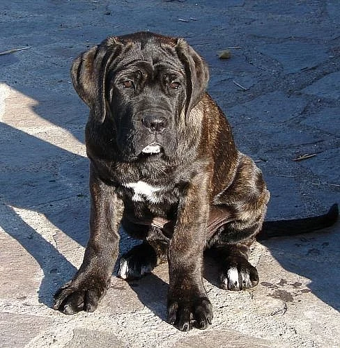 štěňata Cane Corso s PP
