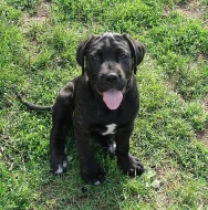 štěňata Cane Corso s PP