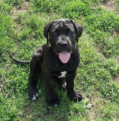 štěňata Cane Corso s PP