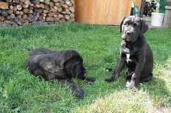 štěňata Cane Corso s PP