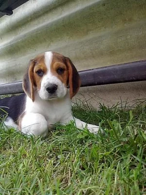 Prodám štěňata bígl /beagle/ čistokrevná bez PP