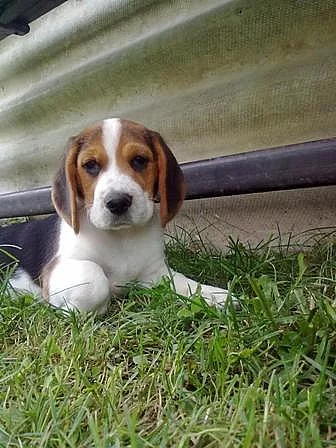 Prodám štěňata bígl /beagle/ čistokrevná bez PP