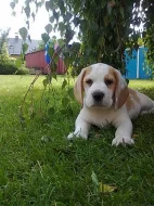 Prodám štěňata bígl /beagle/ čistokrevná bez PP