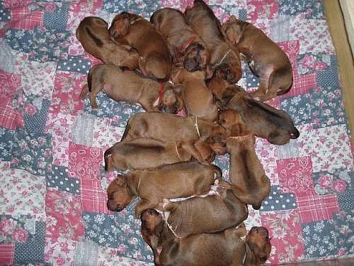 Krásná štěňátka - Rhodéský Ridgeback