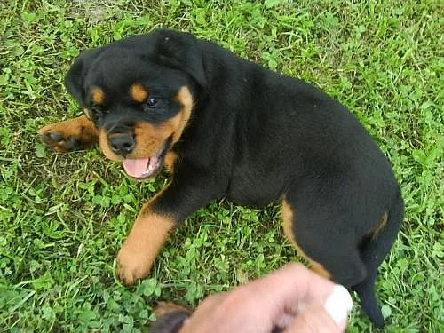 Rottwailer - bez PP