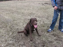 prodám štěně labradora - černá fenka