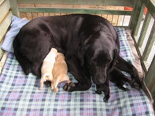 prodám štěně labradora - černá fenka