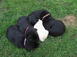 prodám štěně labradora - černá fenka