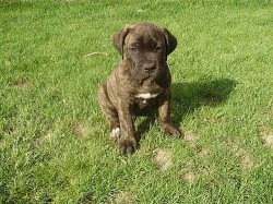 Cane Corso štěňátka
